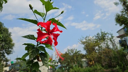 red flower 