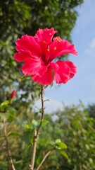 red hibiscus flower,Hawaiian hibiscus, China rose, Common Hibiscus, Shoeblackplant, Hibiscus &times; rosa-sinensis. 