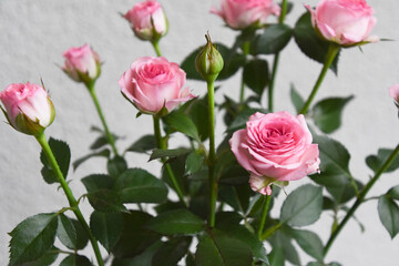 ピンクのスプレーばら