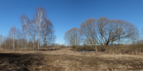Spring walk through the forest, beautiful panorama.