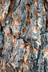 A detailed close-up of tree bark displaying unique, organic patterns and textures that reflect the beauty of nature and the intricacies of tree growth.