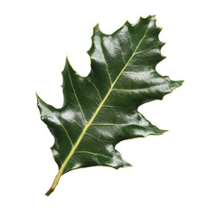 Fototapeta premium European holly Ilex aquifolium leaf isolated on a white background showcasing its distinctive shape and texture, European Holly (Ilex aquifolium) leaf on white background