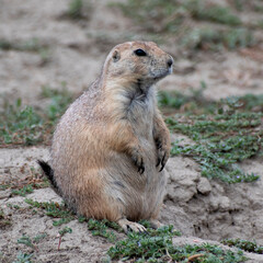 This image showcases a prairie dog standing upright in a grassy field, symbolizing alertness and the connection of wildlife within their natural habitat.