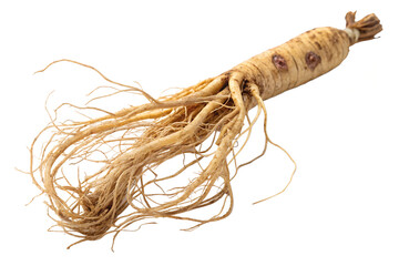Dried Ginseng Root - Herbal Medicine and Natural Remedy