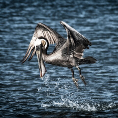 A remarkable image of a pelican taking flight above water, showcasing its impressive wingspan while splashing the surface during a dynamic fishing moment, symbolizing freedom.