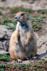 A prairie dog stands upright in its natural environment, showcasing its adorable features and inquisitive nature, embodying the charm of this small yet captivating mammal.