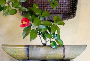 A red camellia flower in a bamboo ikebana vase