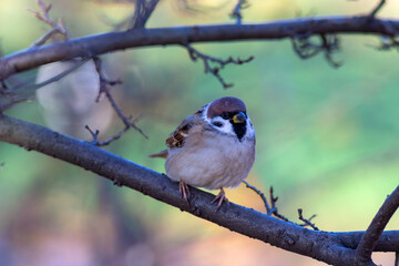 portrait of a sparrow