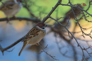 sparrow (Passer montanus)