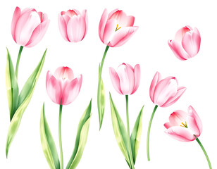 Fototapeta premium A Delicate Watercolor Painting of Pink Tulips: A Collection of Blooming Spring Flowers
