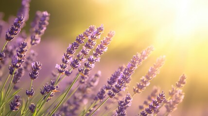Naklejka premium Purple Lavender Flowers in Sunlight