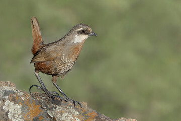 Moustached turca (Pteroptochos megapodius) on a rock with lichen

