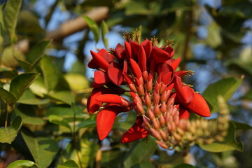 close up red Indian coral flower. 