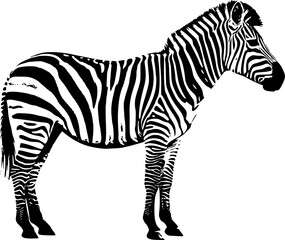 Obraz premium detailed illustration of zebra - vector 
