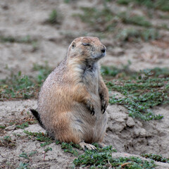 A cute prairie dog standing alert, observing its surroundings in a natural habitat, capturing the essence of wildlife and the importance of conservation efforts.