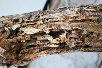 dead tree trunk eaten by termites
