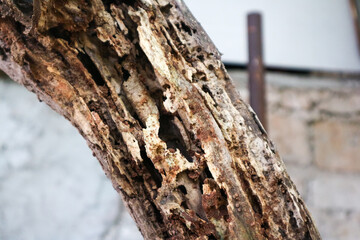 dead tree trunk eaten by termites