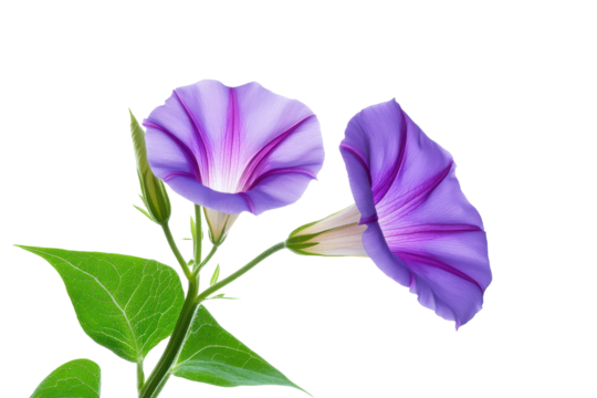 Two vibrant purple morning glory flowers with lush green leaves creating a beautiful and delicate floral composition
