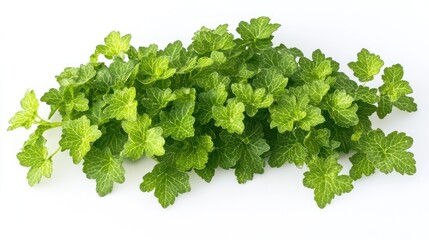 Fototapeta premium Fresh herb sprigs, white background, cooking
