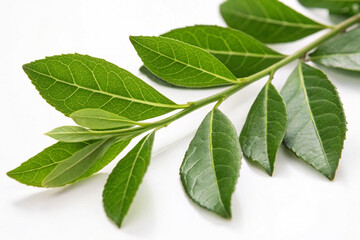 Obraz premium Fresh Henna Leaves on White Background with Detailed Veins