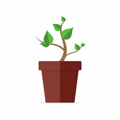 Green plants in pots grow