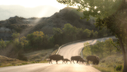 A herd of buffalo gently crosses a sunlit road in a picturesque setting, symbolizing the harmony...