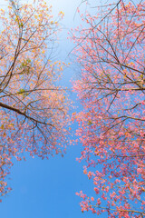 pink cherry blossom in spring. on the blue sky when looking up. pink blossom sakura of Thailand.