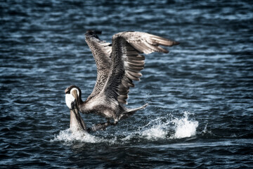 A pelican is captured mid-dive into the ocean, creating a splash as it attempts to catch a fish,...