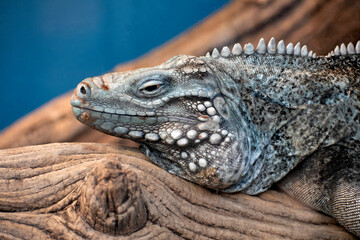 This image captures the detailed features of a resting iguana with intricate scales and textures, showcasing the elegance of reptilian wildlife in a natural setting.
