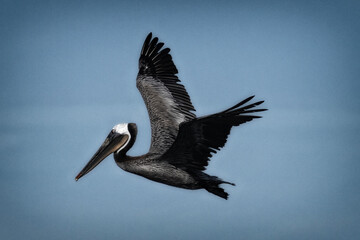 A single pelican glides gracefully over clear waters, embodying the freedom and tranquility of nature. This image captures the beauty of avian life in its natural habitat.