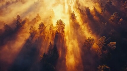 Obraz premium Aerial View of Sunrise in Misty Forest with Golden Light Rays