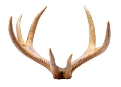 deer horn clipart image on transparent background