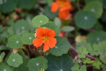 Tropaeolum majus flower in the garden. It is a species of flowering plant in the Tropaeolaceae family. Its other names are garden nasturtium, nasturtium, Indian cress, and monk cress.