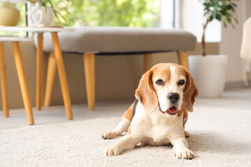 Adorable beagle dog lying on carpet at home