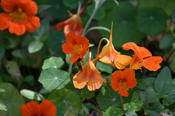 Tropaeolum majus flower in the garden. It is a species of flowering plant in the Tropaeolaceae family. Its other names are garden nasturtium, nasturtium, Indian cress, and monk cress.