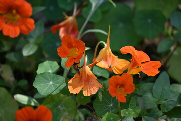 Tropaeolum majus flower in the garden. It is a species of flowering plant in the Tropaeolaceae family. Its other names are garden nasturtium, nasturtium, Indian cress, and monk cress.