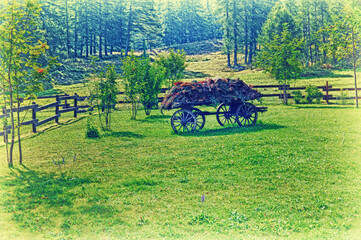 Carro con fieno nel bosco.