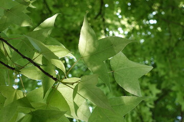 Fototapeta premium Maple leaves.