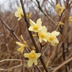 Delicate Yellow Winter Flowers Blooming on Branch