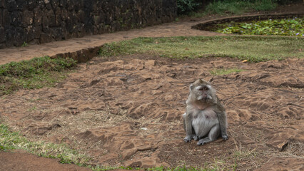 A pregnant female crab-eating macaca fascicularis sits on the ground. Fluffy beige fur, thoughtful look. Front view. Mauritius. Black River Gorges National Park  