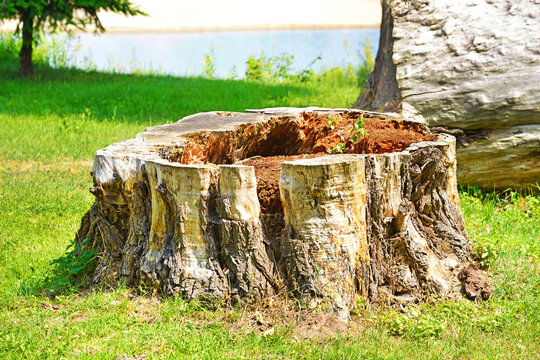 Base di tronco di albero vuoto.