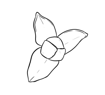 rumdul flower digital drawing illustration isolated