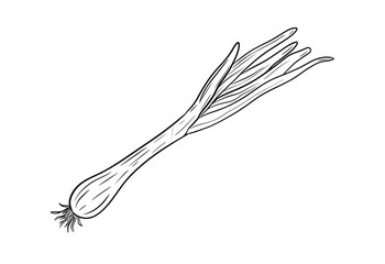 green onion digital drawing illustration isolated