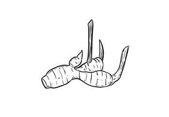 galangal digital illustration isolated black and white