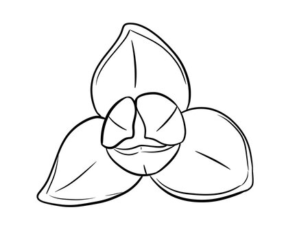 rumdul flower digital illustration isolated black and white