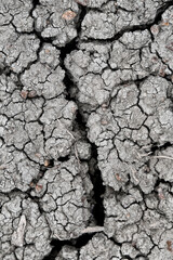 The cracked surface of the parched earth tells a poignant story of drought, resilience, and the fragile balance of nature in response to climate changes and environmental challenges.