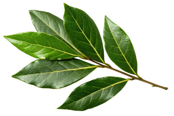 Fototapeta premium Bay leaf sprig isolated with transparent background