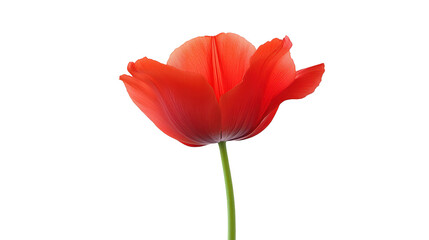Striking red flower in dramatic isolation on a black background, study in contrast