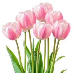 Fototapeta premium Closeup view of vibrant pink tulips showcasing delicate petals against a clean Transparent background, Closeup view several pink tulips isolated on PNG background