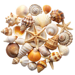 Obraz premium Seashells isolated on transparent background 